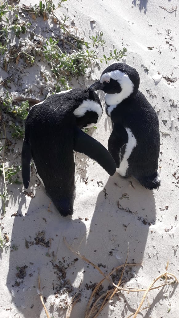 Boulders Beach - Beach View 6